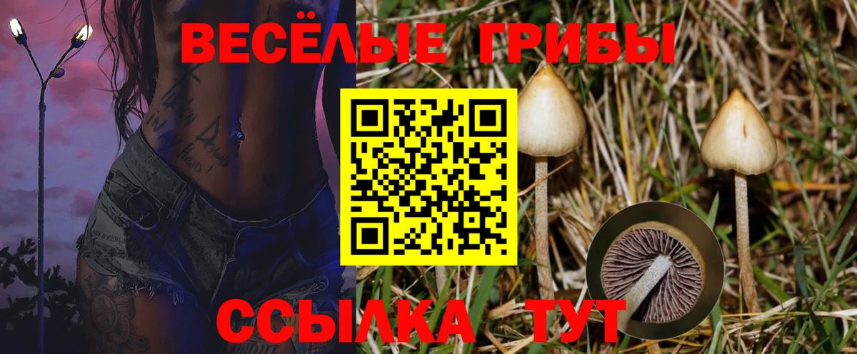 Псилоцибиновые грибы мицелий Барабинск